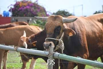 El Valle de los Nueve Alto celebra el día grande de sus fiestas patronales/Francisco Javier Santana.